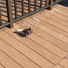 Columba livia domestica