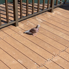 Columba livia domestica