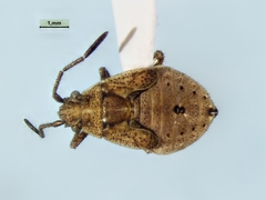 Stictopleurus punctiventris
