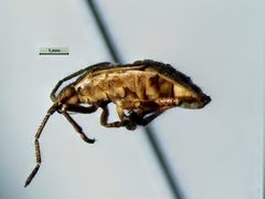 Stictopleurus punctiventris