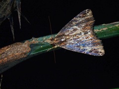 Ercheia