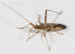 Phytocoris pallidicornis