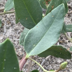 Talinum arnotii