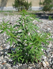 Cleome circassica