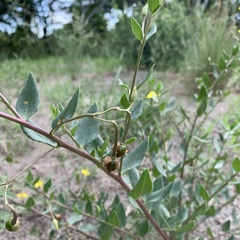 Talinum arnotii