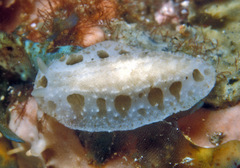 Phyllidiopsis loricata