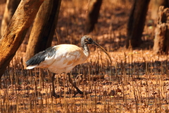 Threskiornis bernieri bernieri