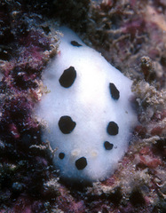 Phyllidiopsis loricata