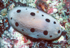 Phyllidiopsis loricata