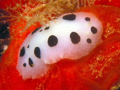 Phyllidiopsis loricata