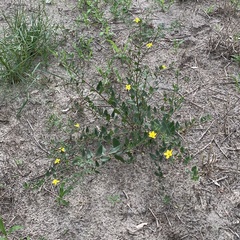 Talinum arnotii