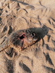 Diodon hystrix