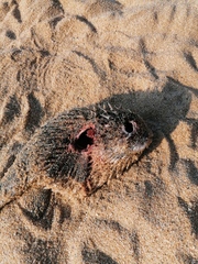 Diodon hystrix