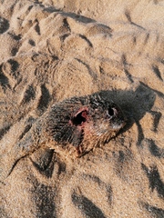 Diodon hystrix
