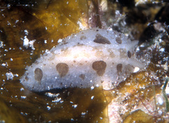 Phyllidiopsis loricata