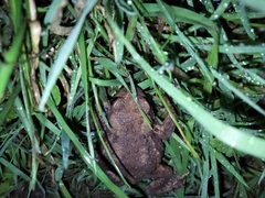 Bufo bufo