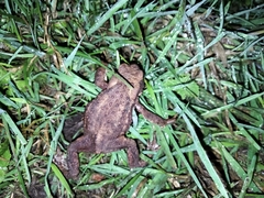 Bufo bufo