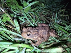 Bufo bufo