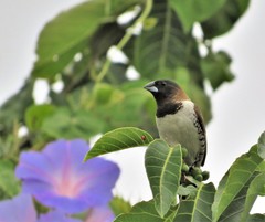 Spermestes cucullata scutata