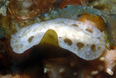 Phyllidiopsis loricata