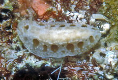 Phyllidiopsis loricata