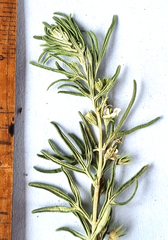 Teucrium africanum