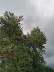 Astianthus viminalis