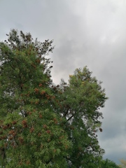 Astianthus viminalis