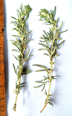 Teucrium africanum