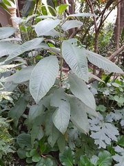 Angiospermae