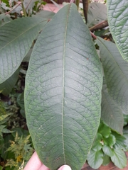 Angiospermae