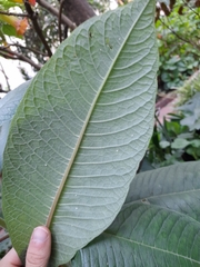 Angiospermae