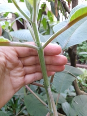 Angiospermae
