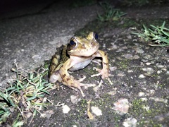 Rana temporaria