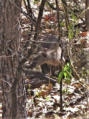 Osphranter bernardus