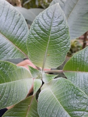 Angiospermae