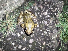 Rana temporaria