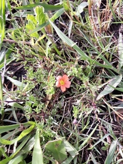 Jamesbrittenia aurantiaca