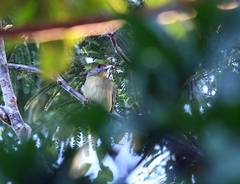 Cyclarhis gujanensis insularis