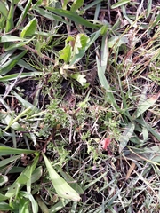 Jamesbrittenia aurantiaca