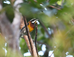 Spindalis zena benedicti