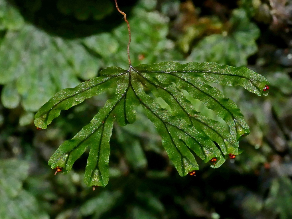Hymenophyllum nitidulum