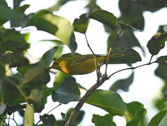 Setophaga petechia rufivertex