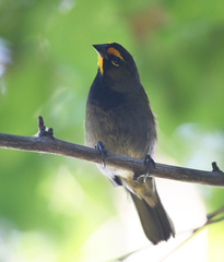 Tiaris olivaceus intermedius
