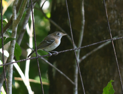 Vireo bairdi