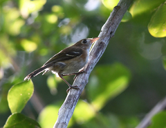 Vireo bairdi