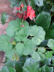 Pelargonium × hybridum