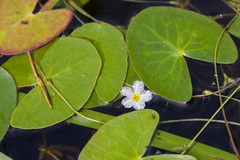 Nymphoides cordata