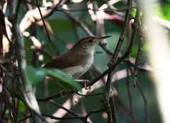 Troglodytes aedon beani