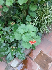 Pelargonium × hybridum